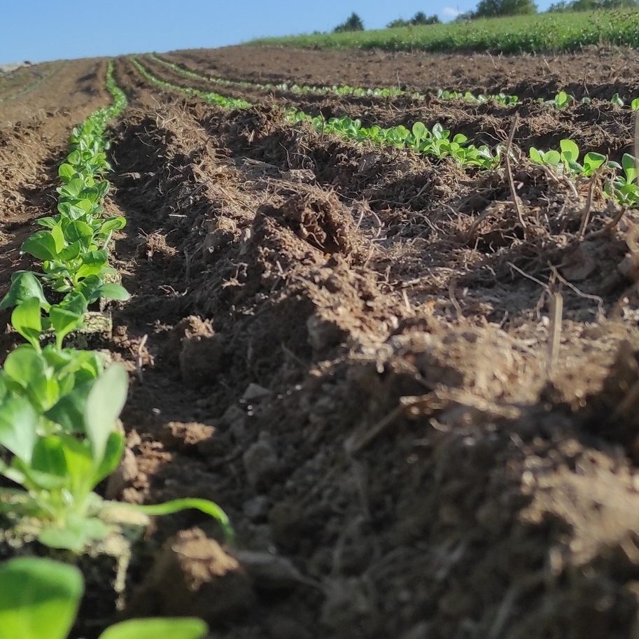 Hof Ardema Feldsalat kleine Pflanzen