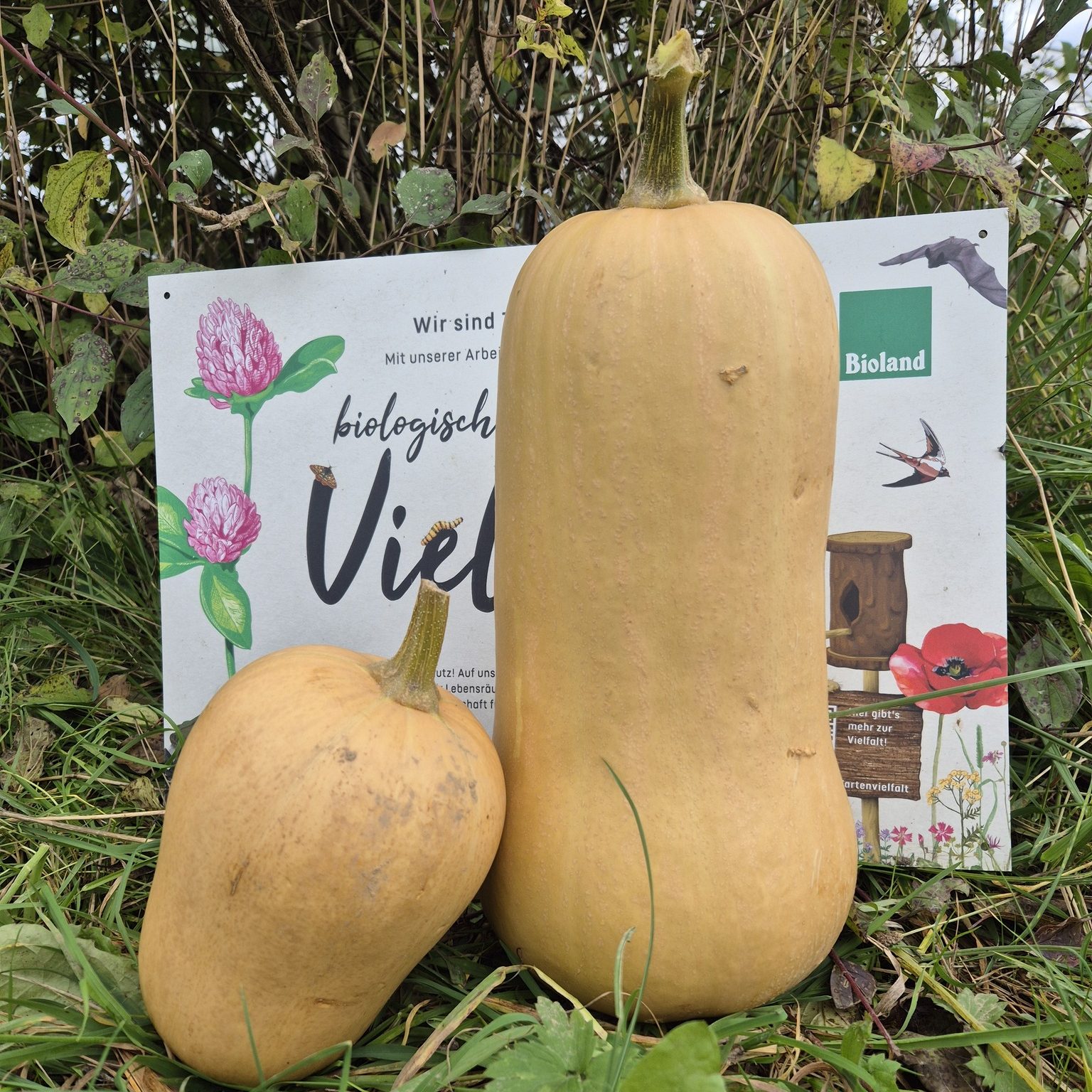 Gemüse SB-Stand - Kürbis